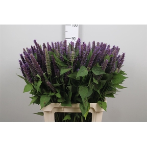 Agastache Blue