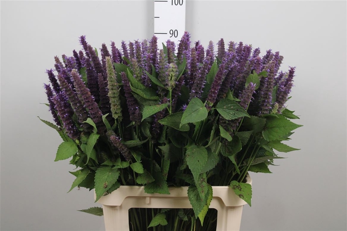 <h4>Agastache Blue</h4>