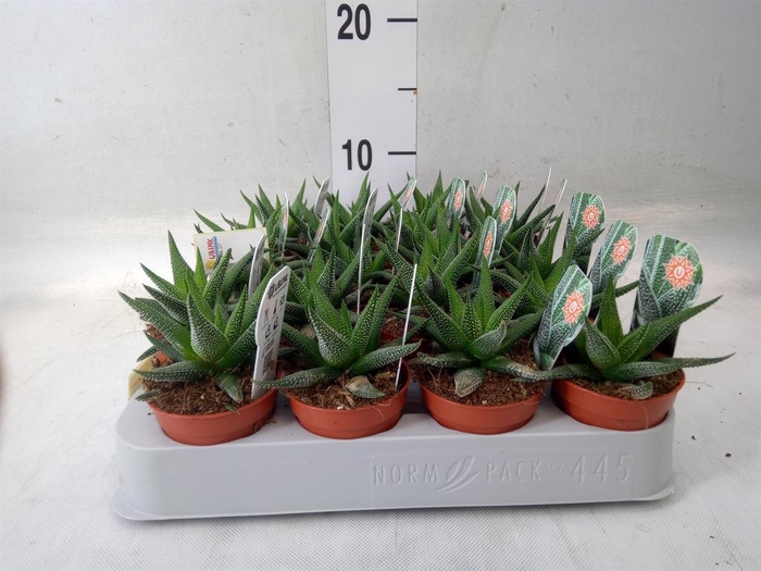 <h4>Haworthia fasciata 'Concolor'</h4>