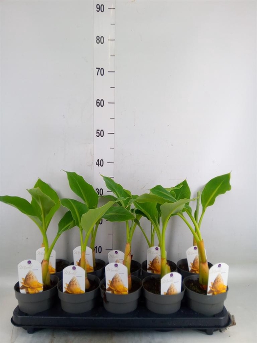 <h4>Musella lasiocarpa</h4>