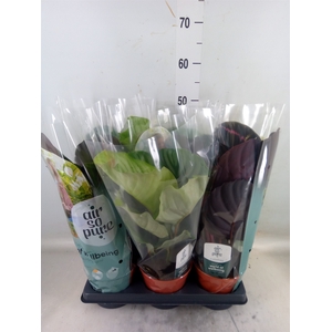 Calathea roseopicta   ...mix