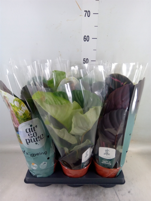 <h4>Calathea roseopicta   ...mix</h4>