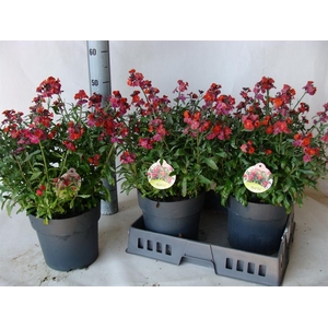 Erysimum  'Fragrant Sunshine'