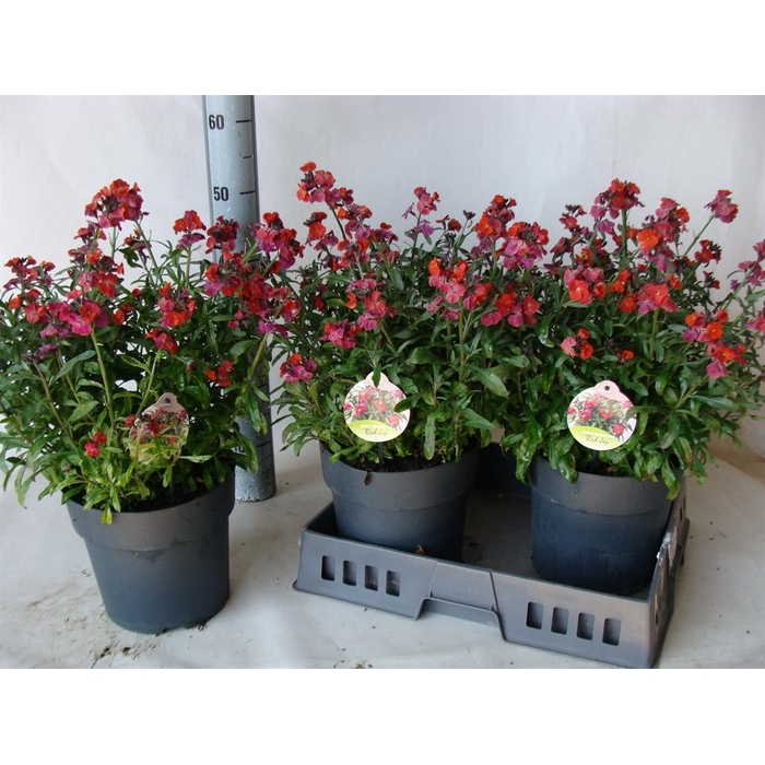 <h4>Erysimum  'Fragrant Sunshine'</h4>