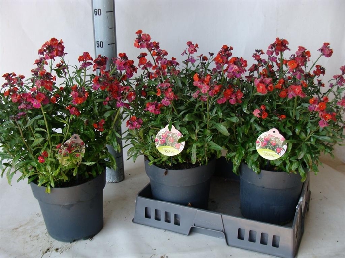 <h4>Erysimum  'Fragrant Sunshine'</h4>