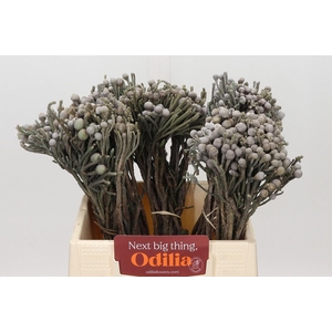 Kaaps Groen Silver Brunia