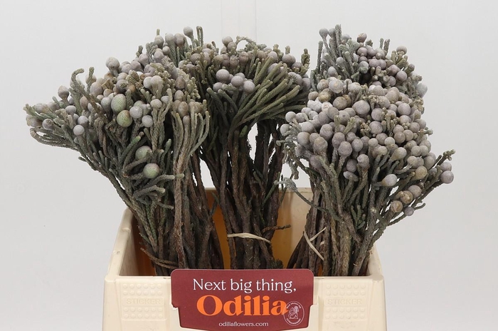 <h4>Kaaps Groen Silver Brunia</h4>