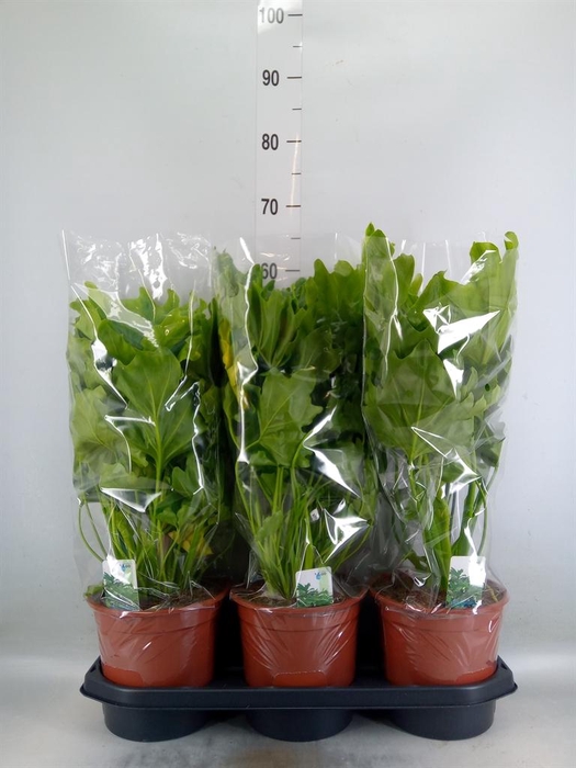 <h4>Philodendron ...</h4>