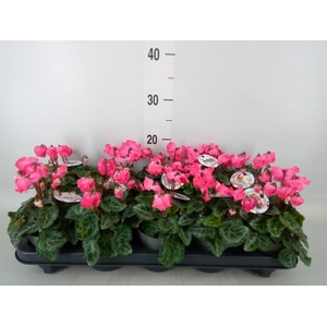 Cyclamen KL   ...patio