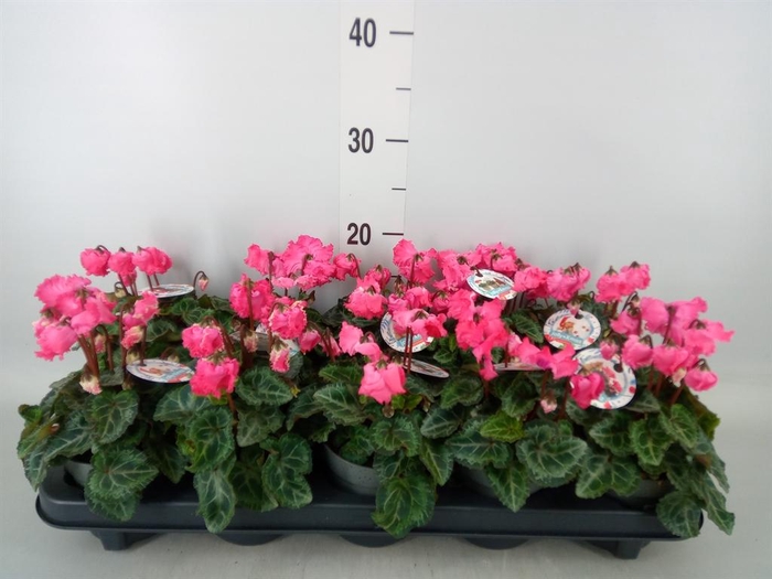 <h4>Cyclamen KL ...patio</h4>
