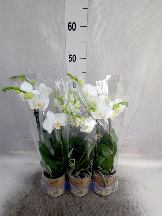 <h4>Phalaenopsis multi.   ...white</h4>