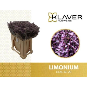 LIM SAF LILAC