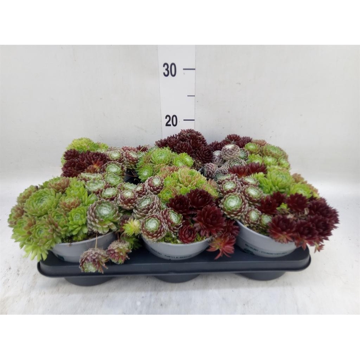<h4>Sempervivum   ...</h4>