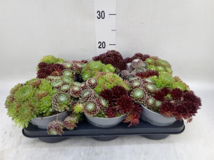 <h4>Sempervivum   ...</h4>