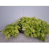 arr8 Tolmiea M Variegata