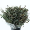 EUCA PARVIFOLIA KORT 200 GRAM