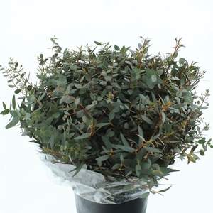 Euca Parvifolia Kort 200 Gram