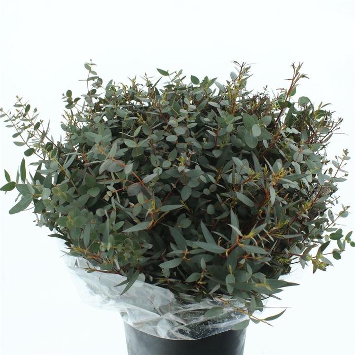 <h4>Euca Parvifolia Kort 200 Gram</h4>