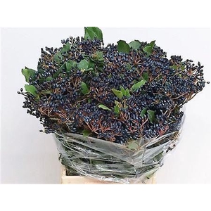 VIBURNUM BES BLAUW ( STAALBES )