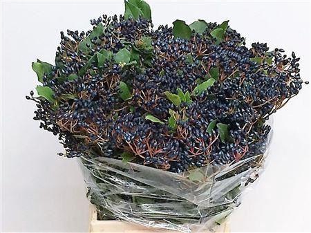 <h4>VIBURNUM BES BLAUW ( STAALBES )</h4>