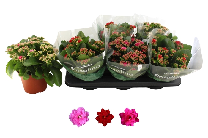 <h4>KAL GE RO GEM 3 KL</h4>