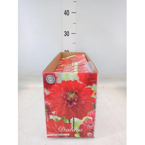 Dahlia   ...flowerbulbs