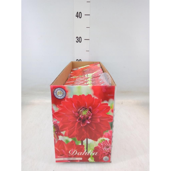 <h4>Dahlia   ...flowerbulbs</h4>