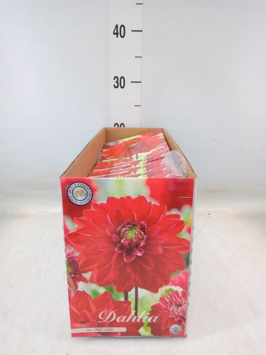 <h4>Dahlia ...flowerbulbs</h4>
