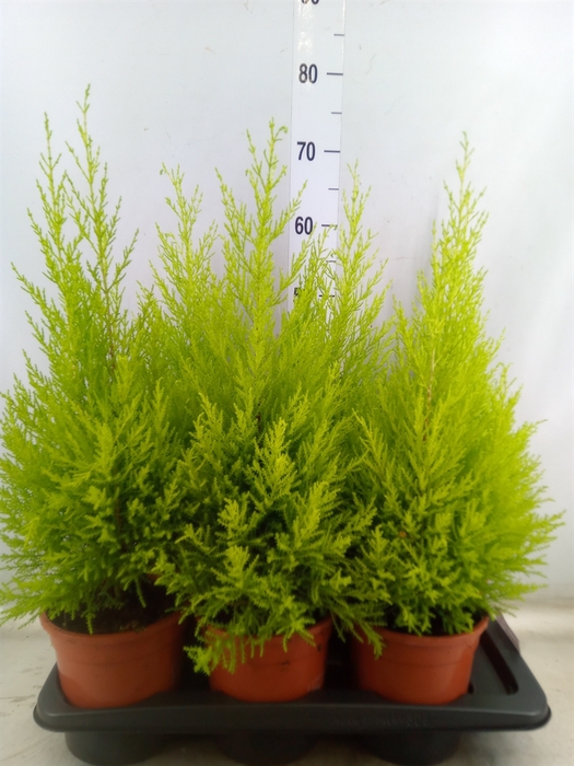 <h4>Cupressus macro. 'Goldcrest Wilma'</h4>