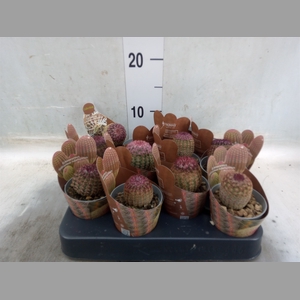 Cactus   ...
