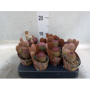 Cactus   ...