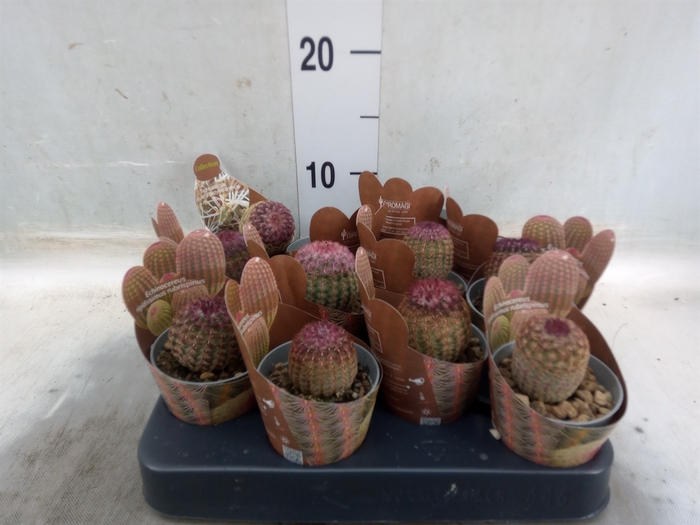 <h4>Cactus   ...</h4>