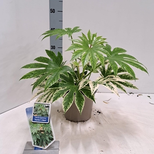 Fatsia japonica 'Spiders Web' P17 (2ltr)
