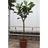 Ficus Lyrata stam