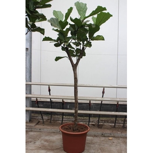 Ficus Lyrata stam
