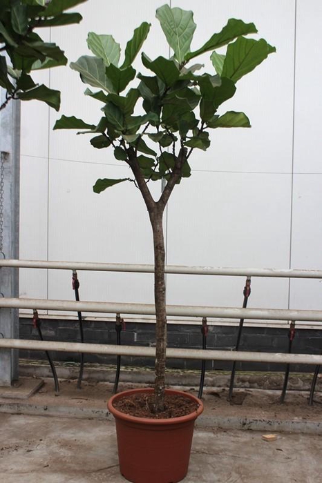 <h4>Ficus lyrata</h4>