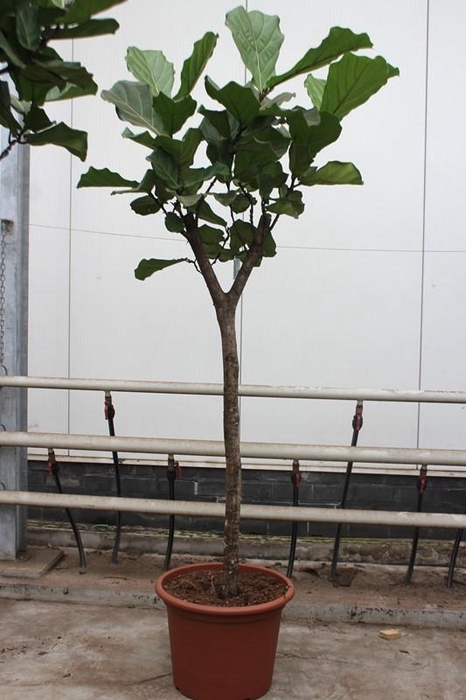<h4>Ficus Lyrata stam</h4>