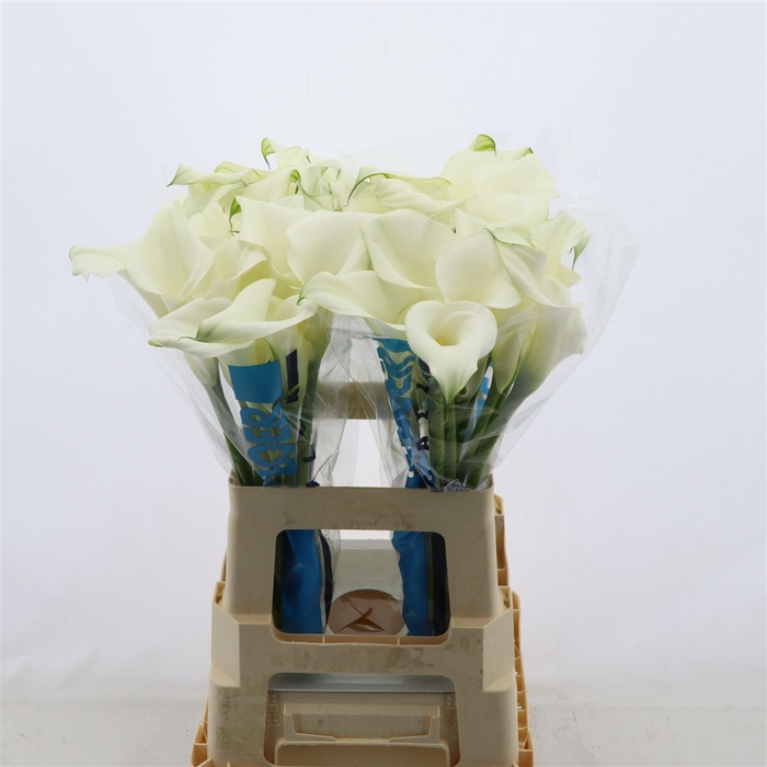 <h4>Calla Pure Art</h4>