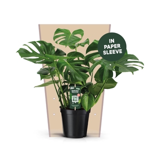 Monstera Deliciosa 21