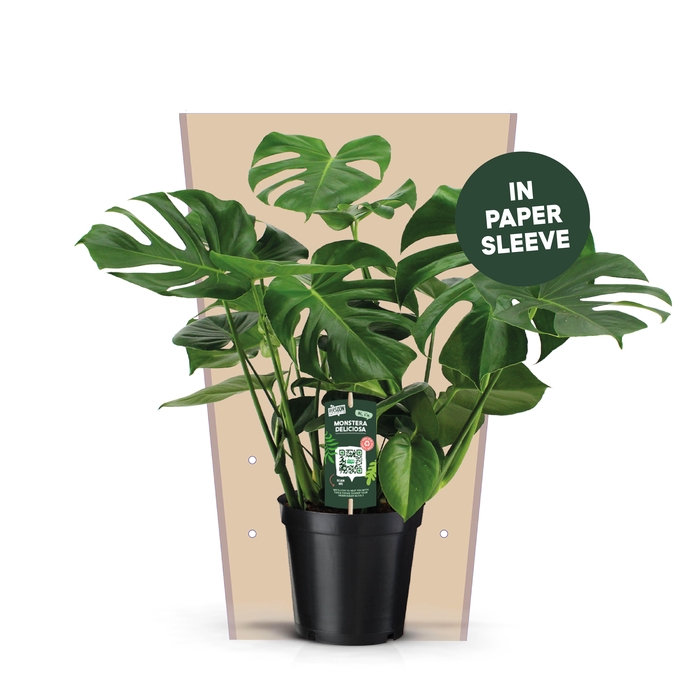 <h4>Monstera Deliciosa 21</h4>