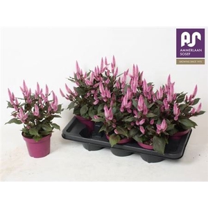 Celosia Wild Pink