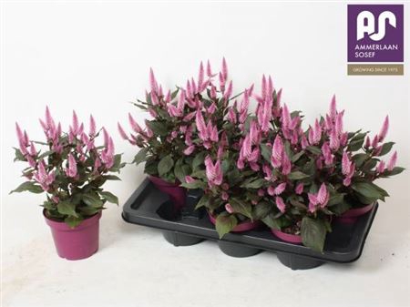 <h4>Celosia Wild Pink</h4>
