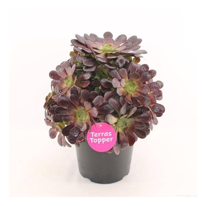 <h4>Aeonium arb. Velours</h4>