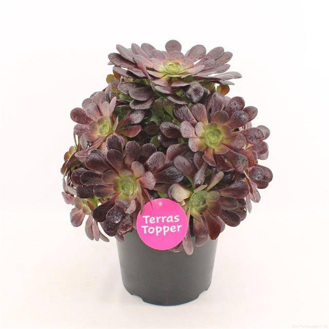 Aeonium arb. Velours