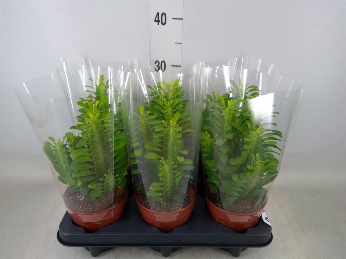 <h4>Euphorbia trigona</h4>