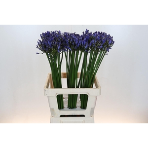 Agapanthus Uri