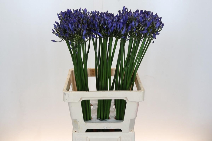 <h4>Agapanthus Uri</h4>