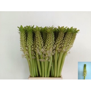 EUCOMIS C JOHANNESBU