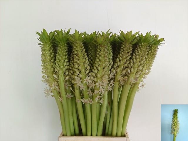 <h4>EUCOMIS C JOHANNESBU</h4>