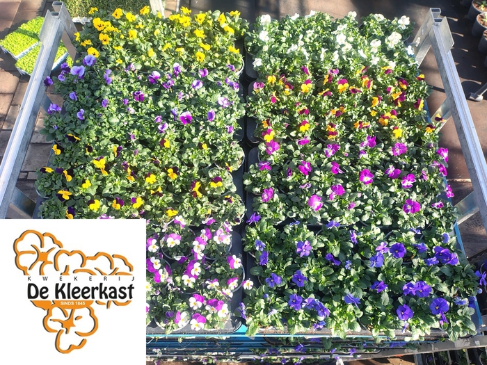 <h4>VIO CO MIXK</h4>